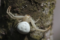 *(17100) Une araigne crabe (Araneae - Thomisidae - Xysticus sp.)